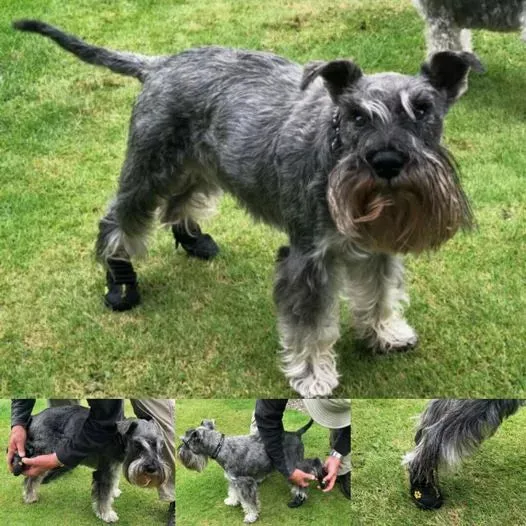 Dog Shoes | UK Shipped | Dog Boots